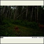 doe and fawn doe and fawn