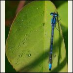 damselfly