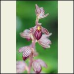 striped coralroot