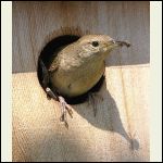 wren