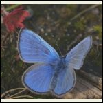 blue butterfly