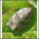 Aspen tortrix moth