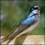 tree swallow