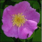 wild rose