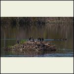cormorants and geese