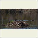 cormorants and geese cormorants and geese