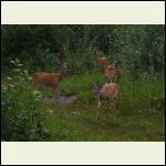 bucks bucks