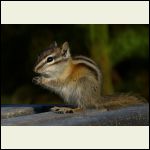 chipmunk