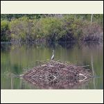 Great blue heron