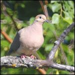 mourning dove