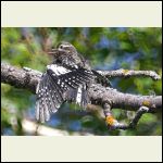 young sapsucker