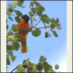 oriole