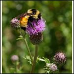 bee on thistle