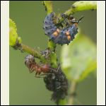 aphid farm