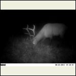 bull elk bull elk
