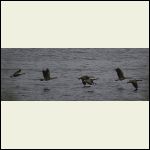 goose take off goose take off