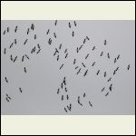 soaring pelicans soaring pelicans