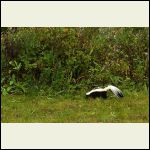 wet skunk wet skunk