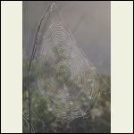 web web