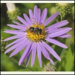 aster