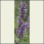 hyssop