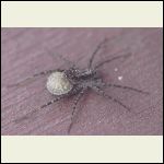 spider and egg sac