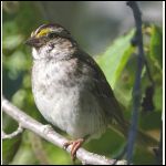 white throated sparrow