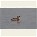 red necked grebe