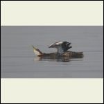 red necked grebe stretching