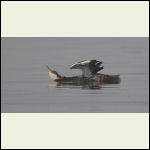 red necked grebe stretching red necked grebe stretching