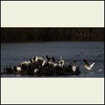 pelicans pelicans