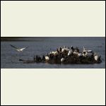 more pelicans more pelicans