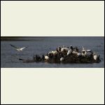 more pelicans