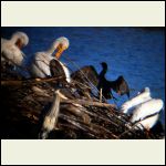 drying cormorant