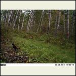 mink or marten mink or marten