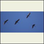 sand hill cranes