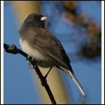 junco junco