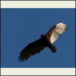 young vulture young vulture