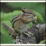 chipmunk eating hazelnut