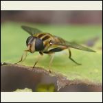 Syrphid