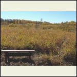 bench in old pasture