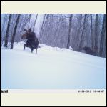 cow and calf in the snow