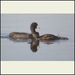 coot and ruddy duck