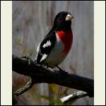 Rose breasted grossbeak