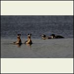 Courting red necked grebes