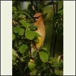 cedar waxwing