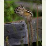 chipmunk munching on dandelion