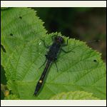 Dot-tailed skimmer