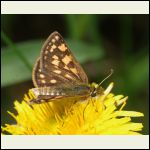 Skipper butterfly