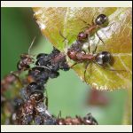 aphid farming ants